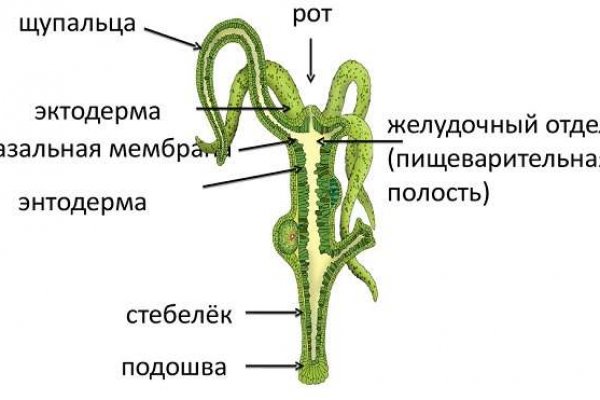 Где купить бошки